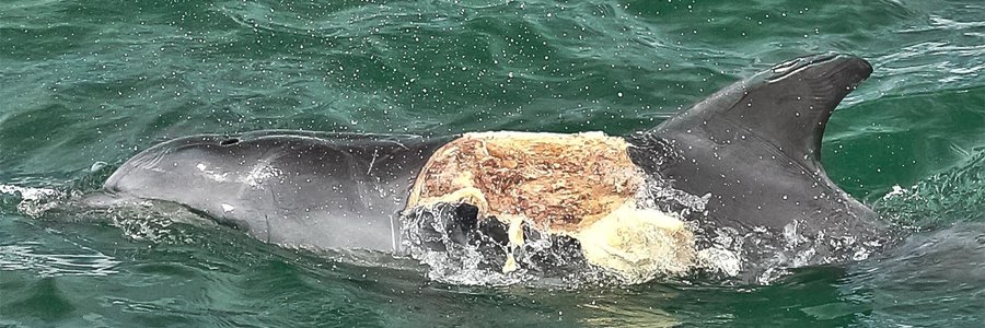 ‘n Bottelneus Dolfyn met ‘n erge besering voor sy dorsale vin is op 10 Maart 2015 deur Marine Dynamics gewaar. Hennie Otto, skipper van Marine Dynamics, verduidelik: “Die besering is heel moontlik as gevolg van ‘n beoogde haai predasie op die dolfyn, wat misluk het. Ons weet nie of hierdie dier die besering sal oorleef nie, maar doen graag ‘n beroep op al ons vissermanne en bote wat ons area gebruik om asseblief op die uitkyk vir die dolfyn te wees.” Indien die dolfyn gewaar word, kan Dyer Eiland Bewarings Trust in kennis gestel word, of kontak vir Hennie of Alouise by 082-907-5607, of stuur ‘n e-pos aan office@dict.org.za.